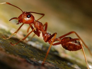 рыжий муравей